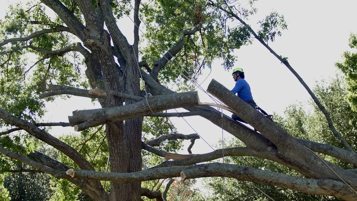 Professional Hazardous Tree Removal performed by certified arborists in Roebling