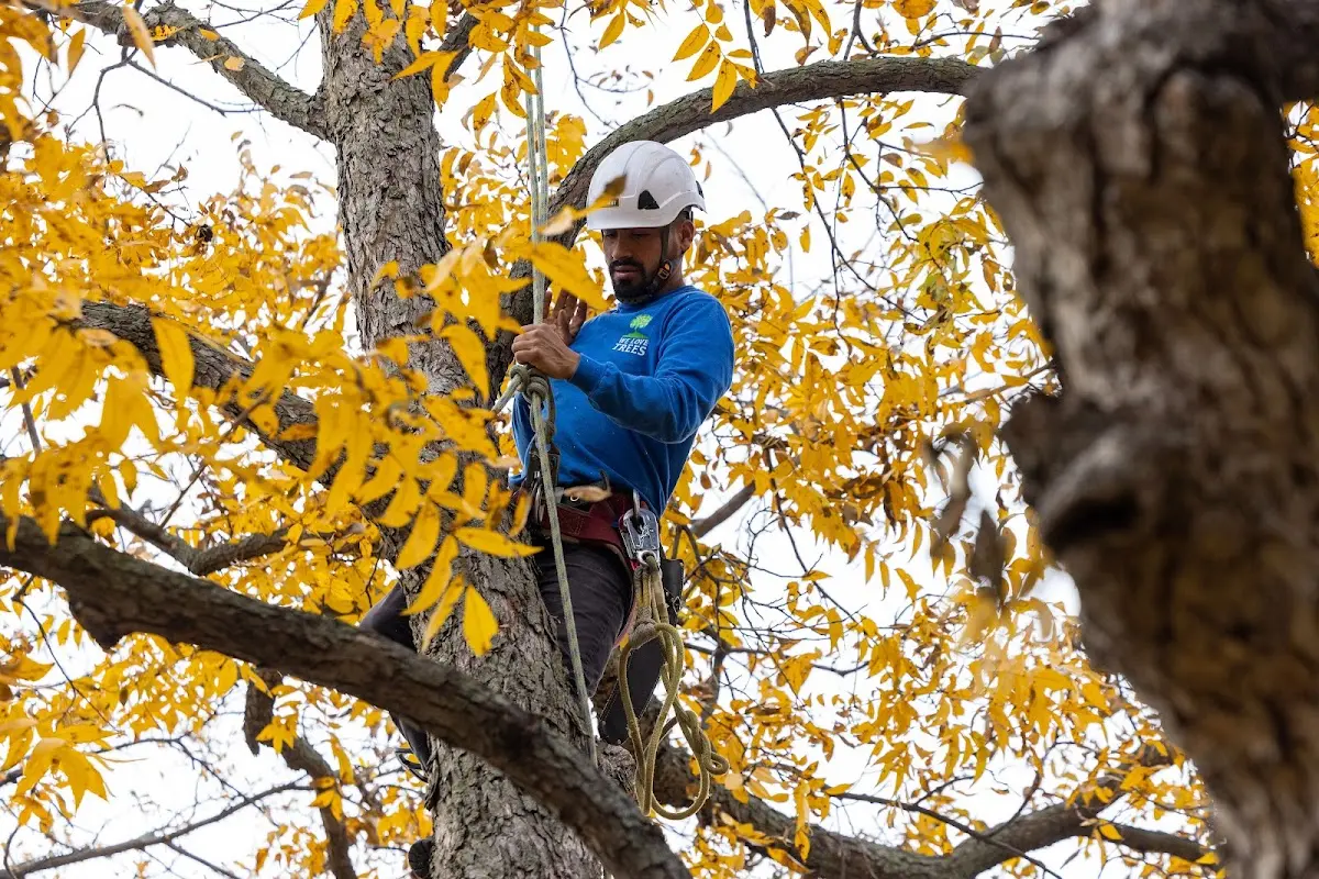 Skilled Tree Pruning crew working in Roebling